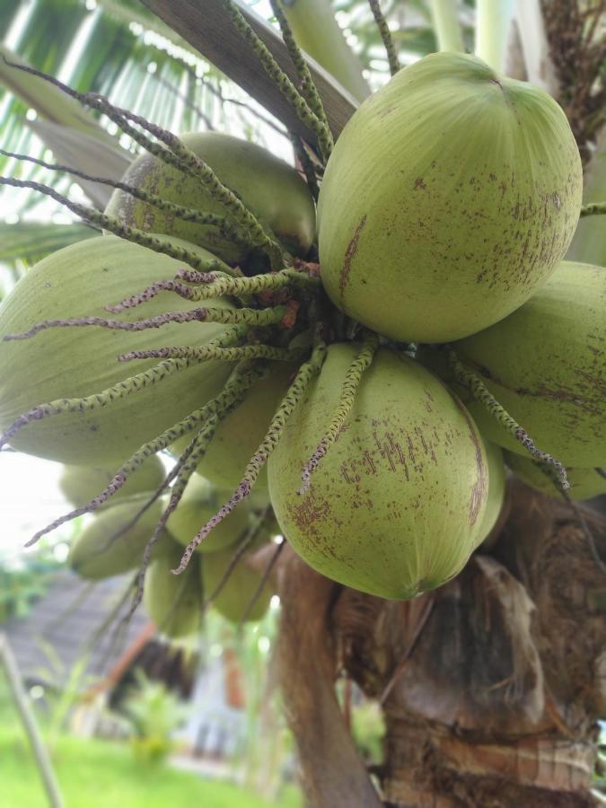 Готель Coconut Гілі-Мено Екстер'єр фото